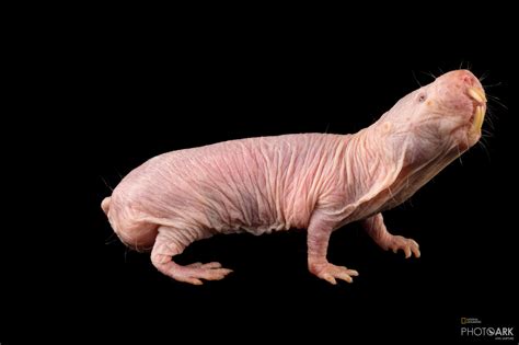 Naked Mole Rats 